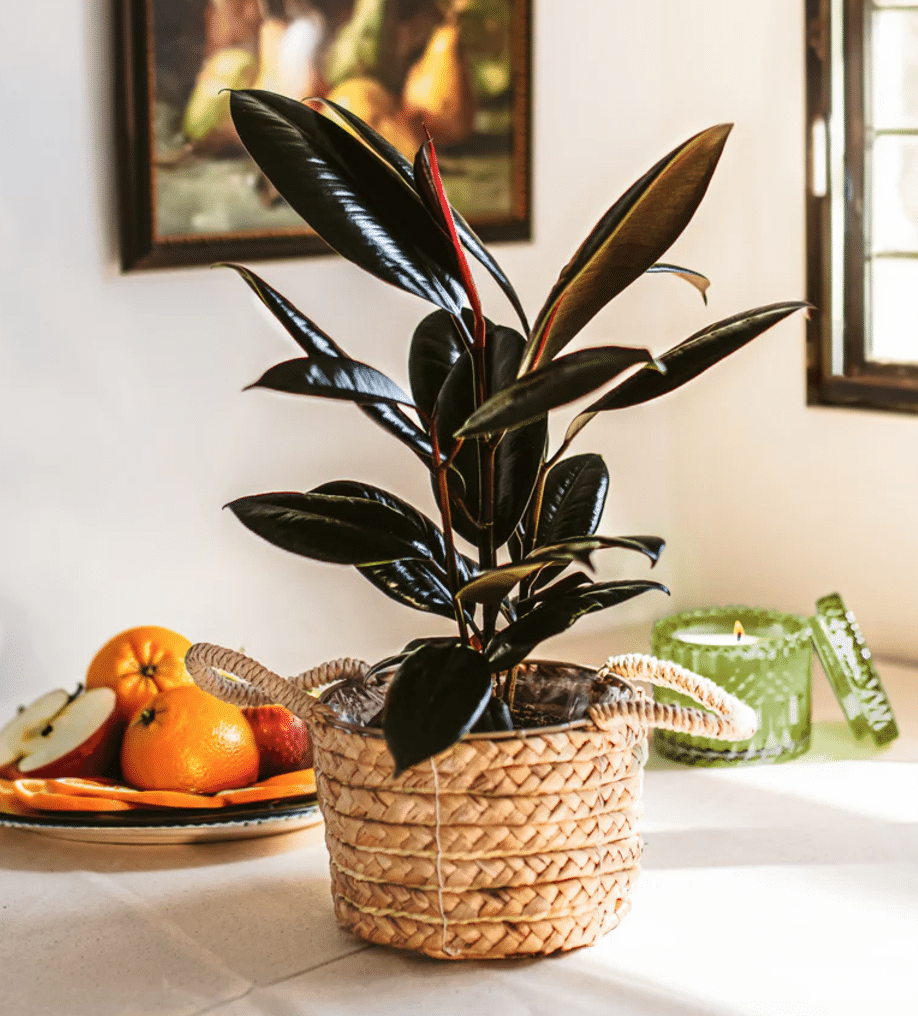 Burgundy Rubber Plant in woven basket